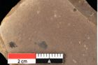 Foto (Detailansicht) von Asterocalyx styriacus Ettingshausen (NHMW-GEO-2024-0188-0423)